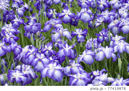 花菖蒲園に紫と白色の菖蒲の花が咲いています。このハナショウブの名前は夜光の珠(ヤコウノタマ)です。 花菖蒲園に紫と白色の菖蒲の花が咲いています。このハナショウブの名前は夜光の珠(ヤコウノタマ)です。 77419878