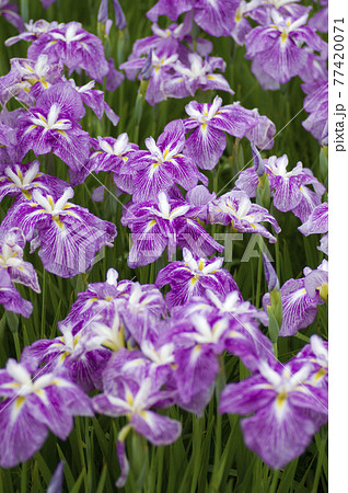 花菖蒲園にピンクと白色の菖蒲の花が咲いています。このハナショウブの名前は紅姫（ベニヒメ）です。 77420071