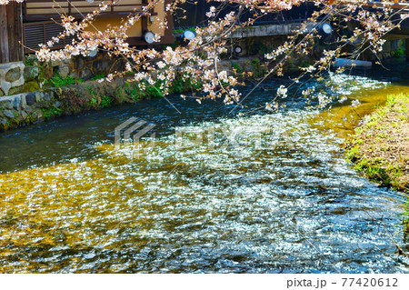 京都 祇園白川と桜 京都 祇園白川と桜 77420612