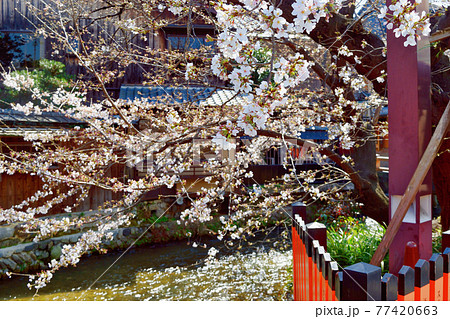 京都 祇園白川と桜 77420663