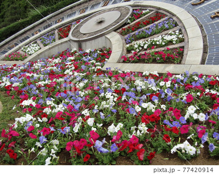 日時計花壇のぺチニアの花 日時計花壇のぺチニアの花 77420914