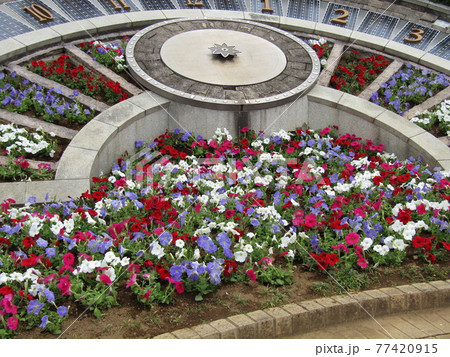 日時計花壇のぺチニアの花 77420915