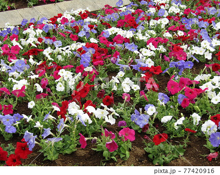 日時計花壇のぺチニアの花 77420916