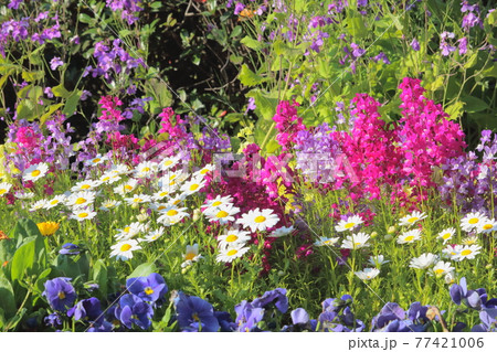 カラフルな春の花壇 77421006