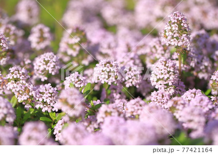 満開のタイム（タチジャコウソウ）　 77421164