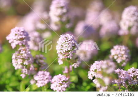 満開のタイム(タチジャコウソウ) 満開のタイム(タチジャコウソウ) 77421165