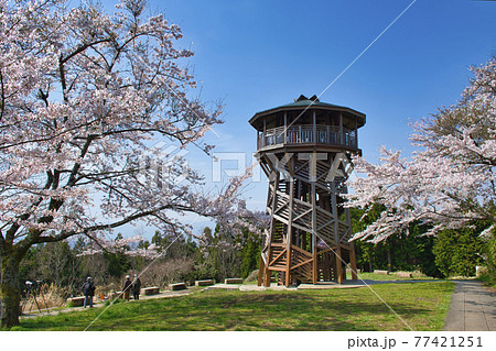 【秦野市】春の菜の花台展望台 77421251