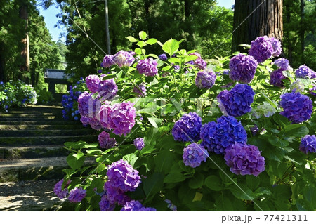 大中寺の紫陽花咲く参道石段に山門と杉林 77421311