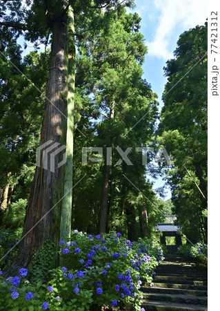 大中寺の紫陽花咲く参道石段に山門と杉林 77421312