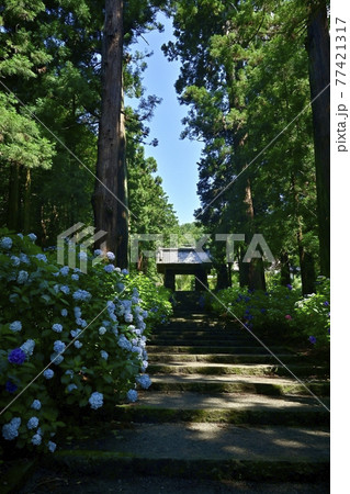 大中寺の紫陽花咲く参道石段に山門と杉林 大中寺の紫陽花咲く参道石段に山門と杉林 77421317