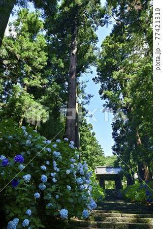 大中寺の紫陽花咲く参道石段に山門と杉林 大中寺の紫陽花咲く参道石段に山門と杉林 77421319