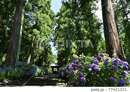大中寺の紫陽花咲く参道石段に山門と杉林 大中寺の紫陽花咲く参道石段に山門と杉林 77421321