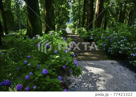 大中寺の紫陽花咲く参道石段と杉林 77421322