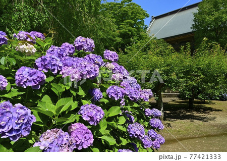 大中寺の紫陽花咲く境内に本堂 大中寺の紫陽花咲く境内に本堂 77421333
