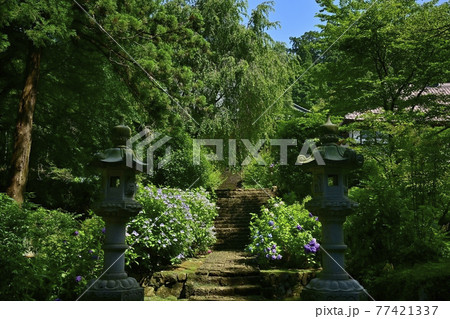 大中寺の紫陽花咲く境内 大中寺の紫陽花咲く境内 77421337