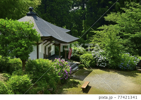 大中寺の紫陽花咲く境内に地蔵堂 大中寺の紫陽花咲く境内に地蔵堂 77421341