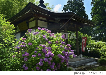 大中寺の紫陽花咲く境内に地蔵堂 77421342