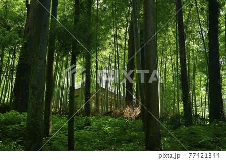 大中寺の竹林に開山堂 大中寺の竹林に開山堂 77421344