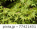 イロハモミジ04 77421431