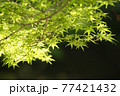 イロハモミジ03 77421432