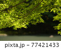 イロハモミジ01 77421433
