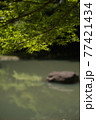 イロハモミジ02 77421434