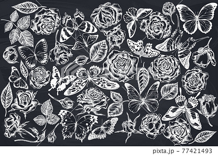 Vector set of hand drawn chalk menelaus blue morpho, giant swordtail, blue morpho, lemon butterfly 77421493