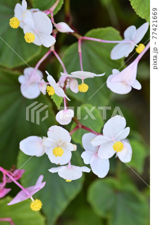 嵯峨鳥居本 シュウカイドウ(秋海棠) 嵯峨鳥居本 シュウカイドウ(秋海棠) 77421669