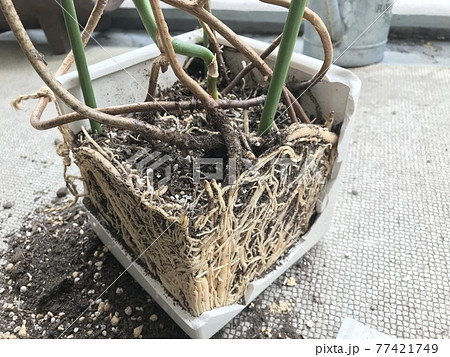 モンステラの植え替え 根詰まり編 の写真素材