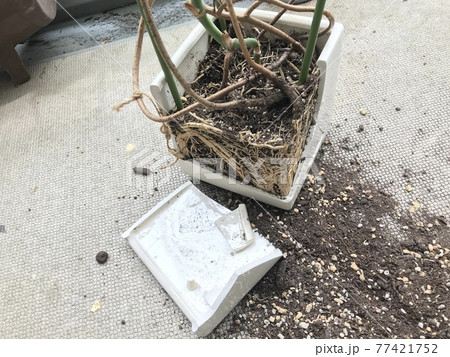 モンステラの植え替え(根詰まり編) モンステラの植え替え(根詰まり編) 77421752