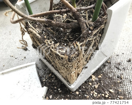 モンステラの植え替え（根詰まり編） 77421754