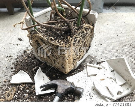 モンステラの植え替え（根詰まり編） 77421802