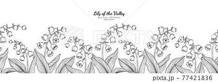 Seamless pattern Lily of the valley flower and leaf hand drawn botanical illustration with line art. Seamless pattern Lily of the valley flower and leaf hand drawn botanical illustration with line art. 77421836