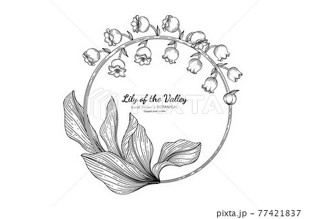 Lily of the valley flower and leaf hand drawn botanical illustration with line art. Lily of the valley flower and leaf hand drawn botanical illustration with line art. 77421837