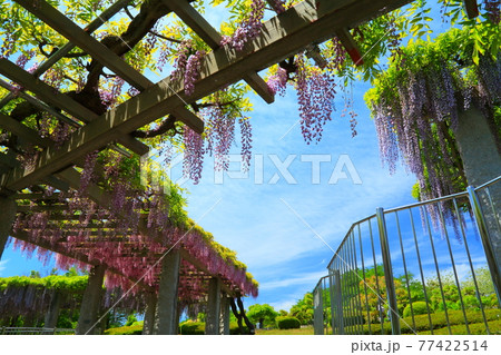 ふじおかふじの咲く丘 ふじおかふじの咲く丘 77422514