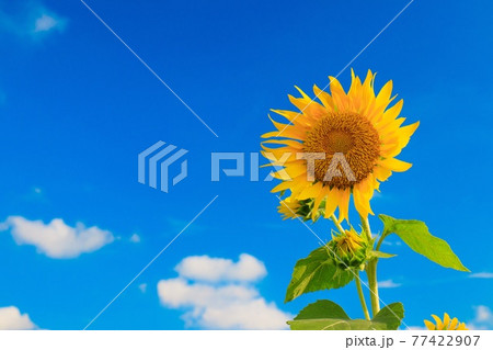 青空に向かって咲く一輪のひまわりの花の写真素材