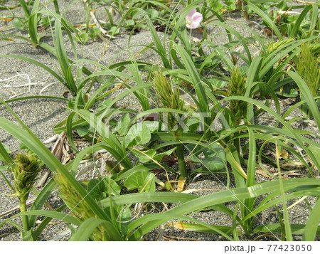 海岸植物のコウボウムギ 海岸植物のコウボウムギ 77423050