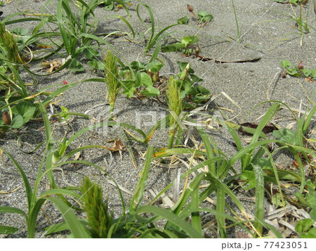 海岸植物のコウボウムギ 77423051