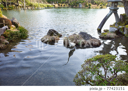 日本三名園のひとつ金沢兼六園の庭園 77423151