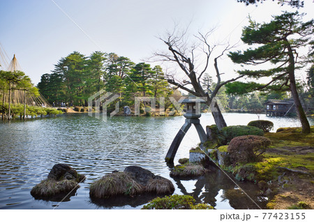 日本三名園のひとつ金沢兼六園の庭園 77423155