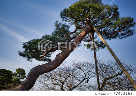 日本三名園のひとつ金沢兼六園の庭園 77423162