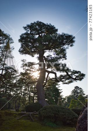 日本三名園のひとつ金沢兼六園の庭園 77423165