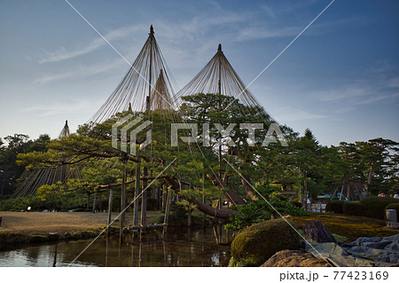 日本三名園のひとつ金沢兼六園の庭園 77423169