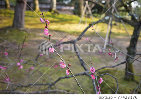 日本三名園のひとつ金沢兼六園の庭園 77423176