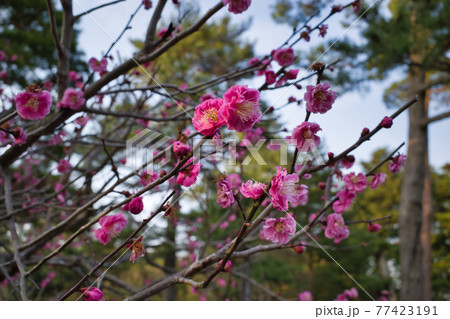 日本三名園のひとつ金沢兼六園の庭園 77423191