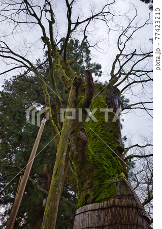 北陸最大級のパワースポット白山比咩神社 77423210