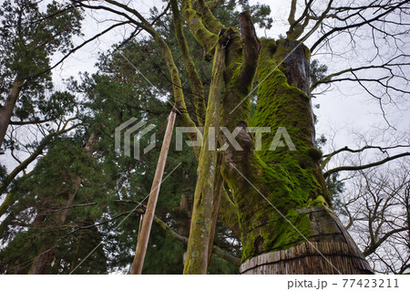 北陸最大級のパワースポット白山比咩神社 77423211