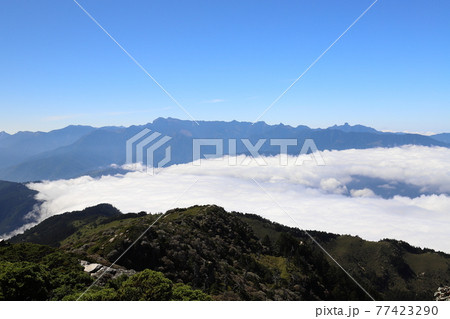 鶏冠 とさか クレスト 77423290