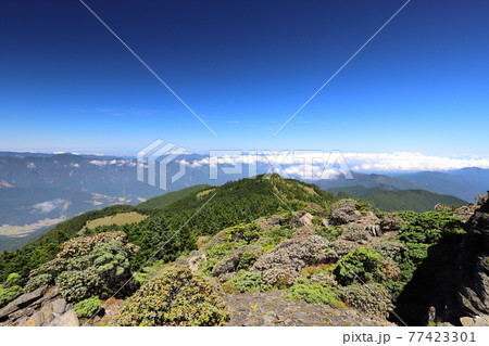 鶏冠 とさか クレスト 77423301