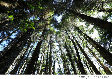 鶏冠 とさか クレスト 77423302